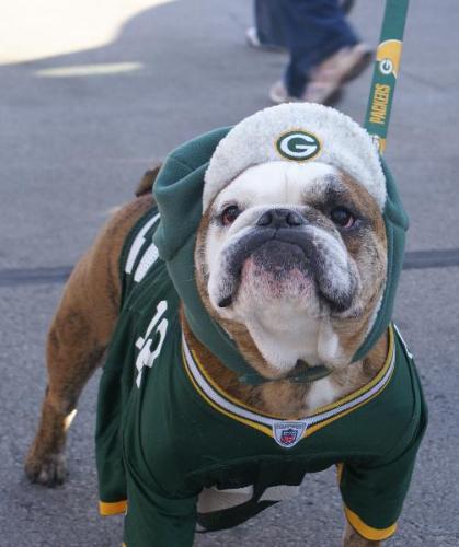 Packer fan - A true Packer fan! Bulldogs look so cute in packer gear!