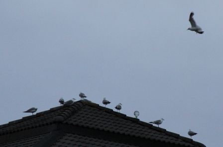 Gull landing - Gull landing on a roof