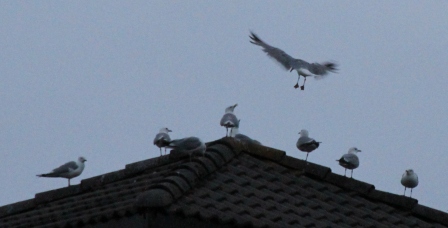 Birds on a roof - Birds landing on a roof to rest