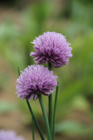Flower - Lilac flower