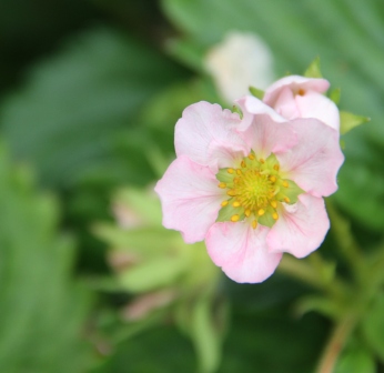 Strawberry flower - Pinkish strawberry flower