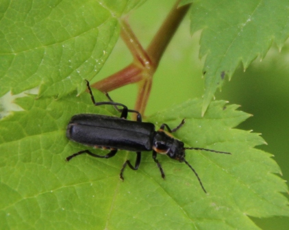 Bug - Black bug on a green plant