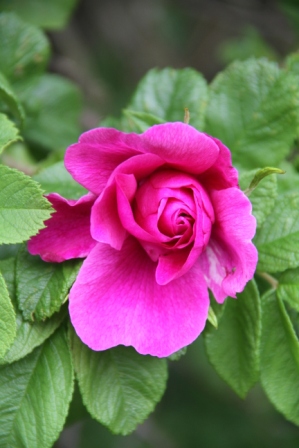 Pink rose - Pink rose in a garden