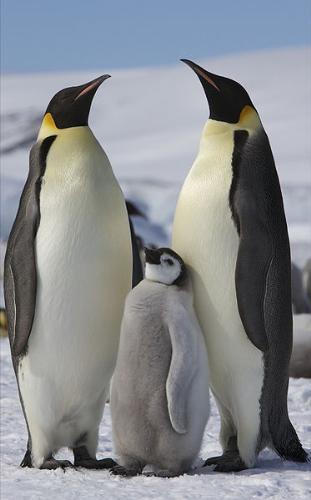 Penguins - These are a family of Emperor Penguins. They breed and lay their eggs on the continent of Antartica.