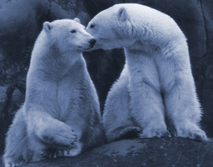 Polar Bears - Polar Bears showing affection towards each other.
