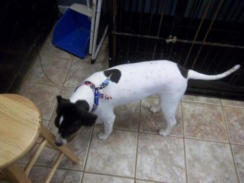 Another picture of Ciara after her grooming - Here is a side view of Ciara, you can see how much less hair she has here..
