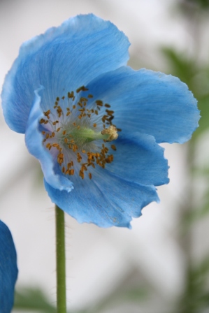 Blue flower - Blue garden flower