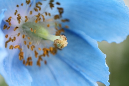 Flower detail - Details of a blue flower