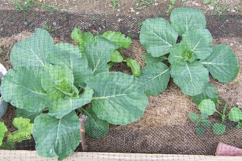 health - my cabbage are coming along beautifully!