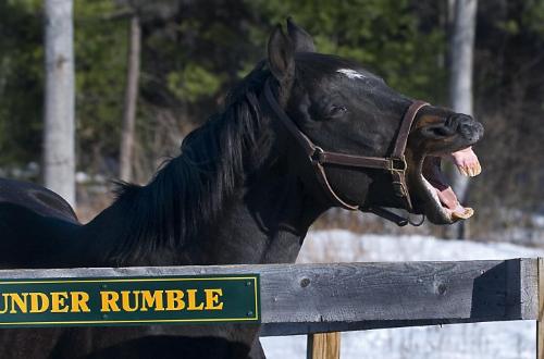 That was funny! - Thunder Rumble looks like he is laughing! He really is Yawning! Funny horse!