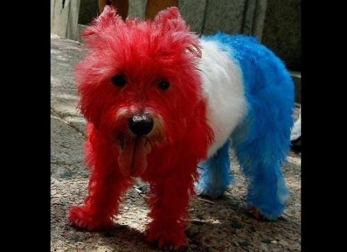 Red,white and blue dog! - This poor dog was colored red,white, and blue for 4th of July,last year! Some pet owners do crazy times with their pets!