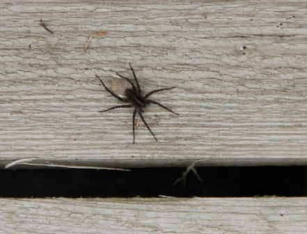 Spider on a wooden log - Spider sitting on a wooden log