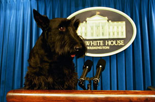 Barney - Barney was the 'First Dog' when George W.Bush was in office.