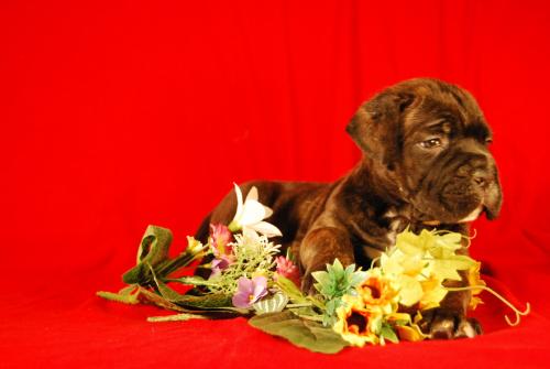 Cane Corso - Strong and beautiful dog