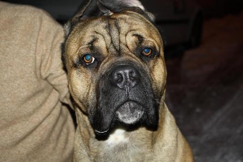 Cane Corso - One of the most beautiful dogs: strong yet lovely