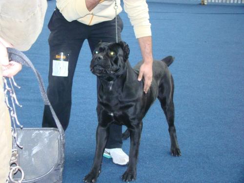 Cane Corso - One of the most beautiful dogs: strong yet lovely