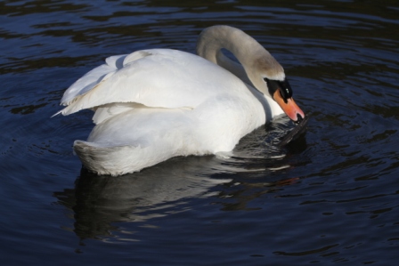 White swan - White swan swimming