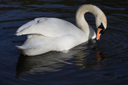 White bird - White swan swimming