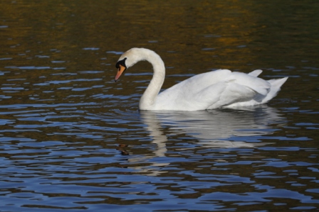 Swan in a pond - White swan in a pond