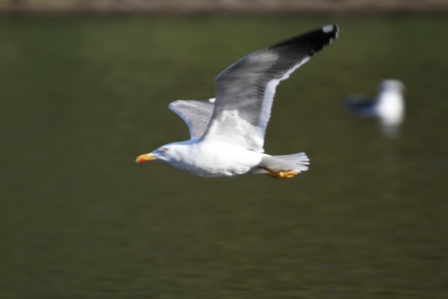 Gull - White gull
