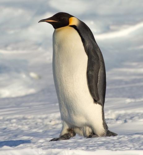 penguin - A single emperor penguin.