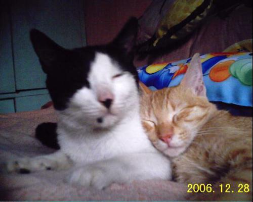 my two loving cats  - they died with my 3 other cats last september 2009 cause of typhoon ondoy
