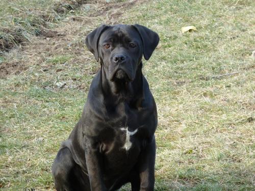 Cane Corso - a very strong and beautiful dog