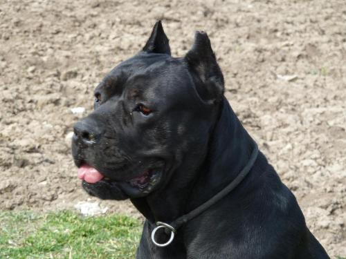 Cane Corso - a very strong and beautiful dog