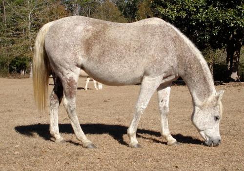 Arab mare - This is a flea-bitten Arab mare.