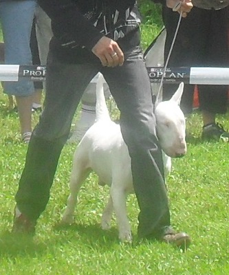Bullterrier - at CACIB Sibiu 2011