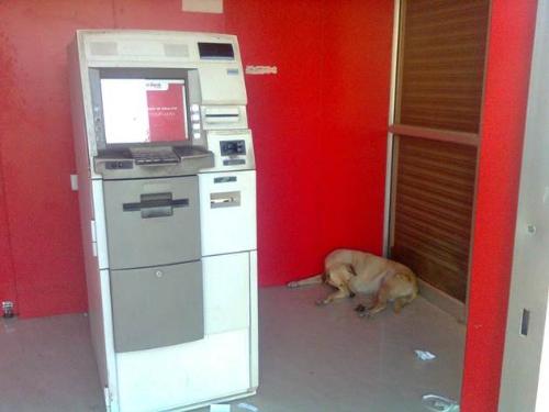 dog inside atm counter - a dog is sitting inside atm counter