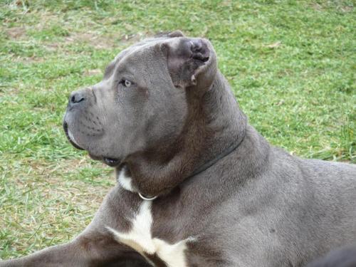 Cane Corso - Beautiful and Strong. As simple as that!