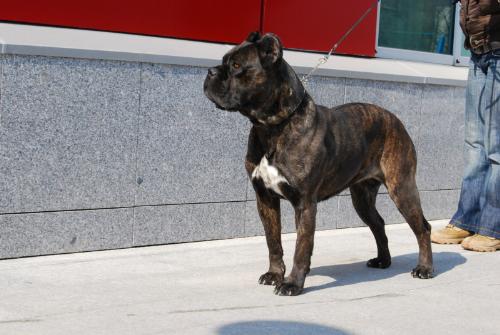 Cane Corso - Beautiful and Strong. As simple as that!