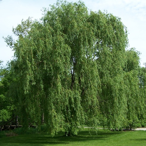 A willow tree - A very big willow tree!