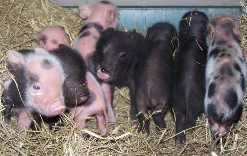 Piglets - These are potbelly piglets.