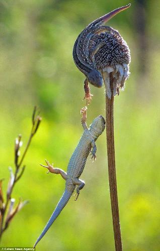 the male lizard helps pulls his wife - the male pulling the female