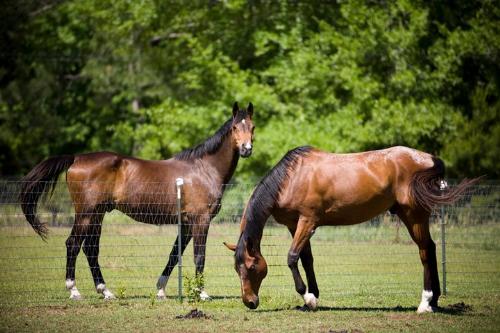 Two horses - Two Horses enjoying a sunny day!