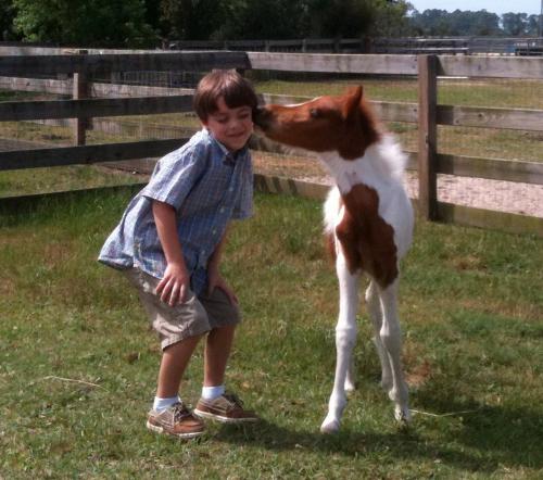 So cute! - This boy made a new freind with this foal! AWW!