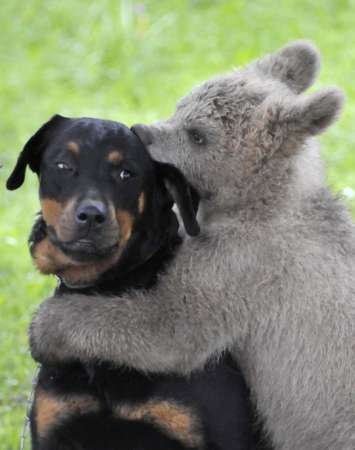 Unusual friends - A baby bear cub has made friends with a dog.