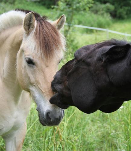 Two horses - Two horses, one yellow and one black