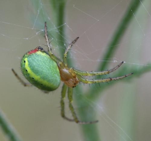 Green spider - Green spider outside