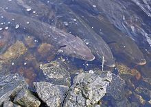 Sturgeon - There is more then once species of Sturgeon. This one is the Lake Sturgeon which lives in fresh water.