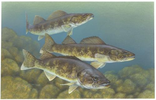 Walleye - A Painting of three Walleyes. Walleyes are good for eating!