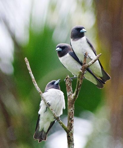 Birds - Blackberry photography. Birds.