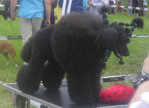 Black Poodle being prepared to enter the show ring - at CACIB Sibiu 2011