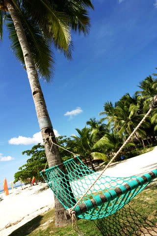 beach - Coconut tree beach, Nokia 7250