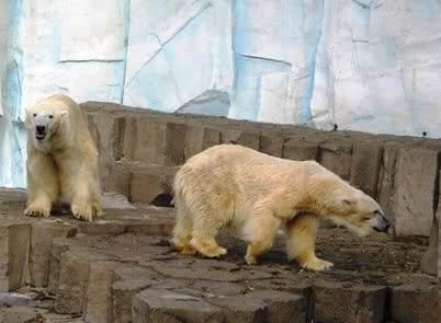 bears - Polar Bear