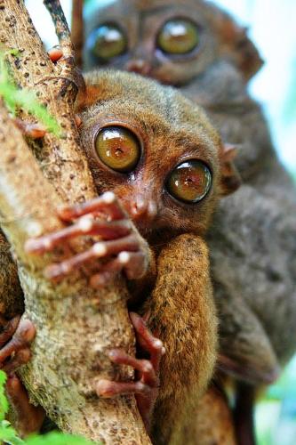 tarsiers - small big-eyed tarsiers.