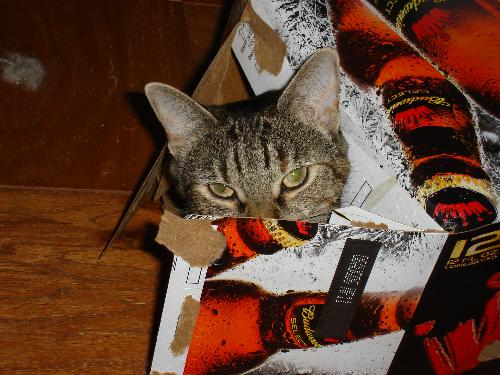 Waffle - my kitten, hiding in a beer box.