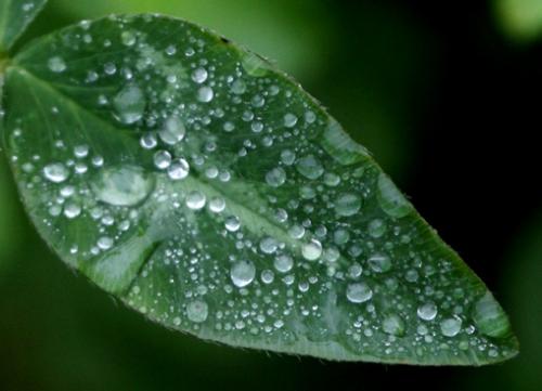 Rain - Rain on a leaf